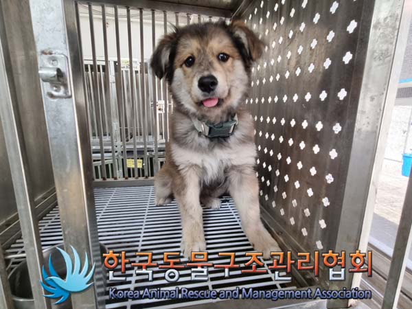 한국동물구조관리협회_411317202400158
